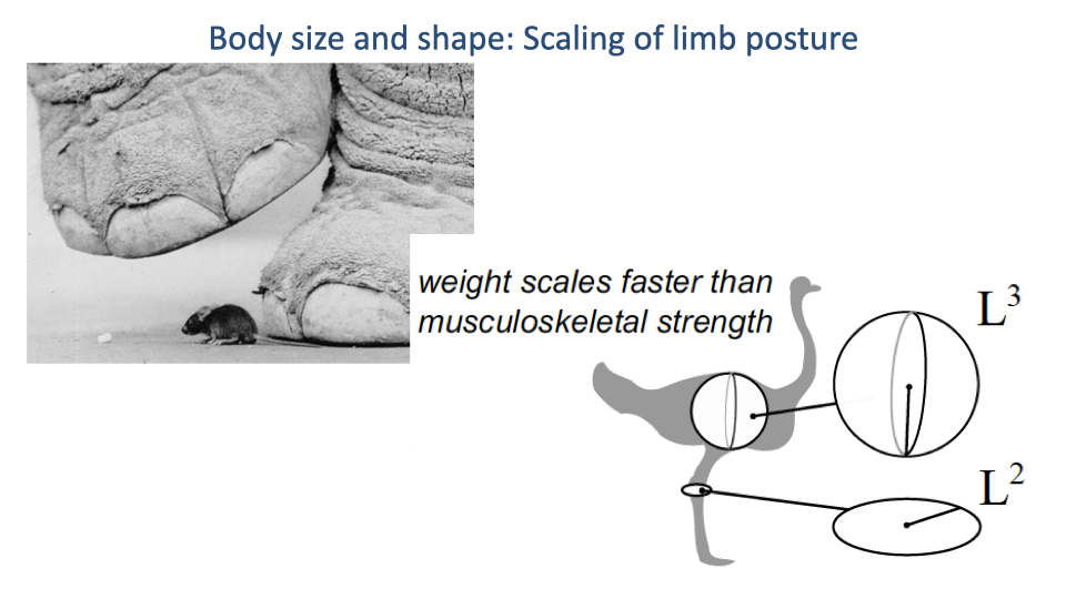 Slide titled "Body size and shape: Scaling of limb posture" reproducing the elephant-foot-and-mouse photograph alongside an outline of an ostrich limb. Annotation: "weight scales faster than musculoskeletal strength." A schematic shows muscle cross-sectional area scaling as L² and body volume as L³.