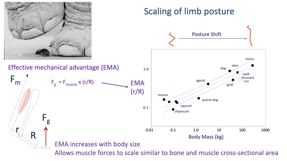 Slide titled "Scaling of limb posture" with two components. Left: schematic of a hindlimb showing muscle force F_m at moment arm r and ground reaction force F_g at moment arm R, with the equation F_g = F_muscle × (r/R), defining effective mechanical advantage EMA = r/R. Right: log-log scatter plot of EMA (r/R, 0.1–1.0) vs. body mass (kg) for eight species (mouse, chipmunk, squirrel, prairie dog, agouti, goat, deer, dog, horse, plus humans walking and running), with EMA increasing roughly linearly on the log-log plot from ~0.1 (mouse) to ~1.0 (horse). Annotation arrow labeled "Posture Shift." Footer: "EMA increases with body size; allows muscle forces to scale similar to bone and muscle cross-sectional area."
