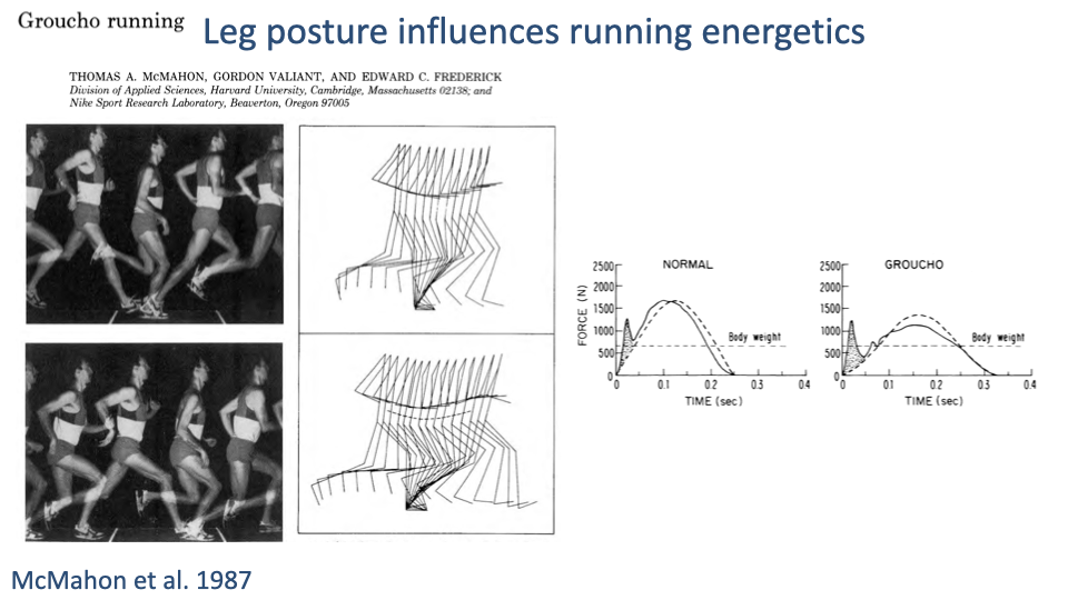 Slide titled "Leg posture influences running energetics" reproducing the McMahon, Valiant & Frederick 1987 figure on "Groucho running." Left column: time-lapse photographs of normal upright running (top) and Groucho running with deeply flexed knees (bottom). Middle column: stick-figure body trajectories for both styles. Right column: vertical GRF traces over time for "Normal" and "Groucho" running, with the body-weight reference line marked. Citation: McMahon et al. 1987.