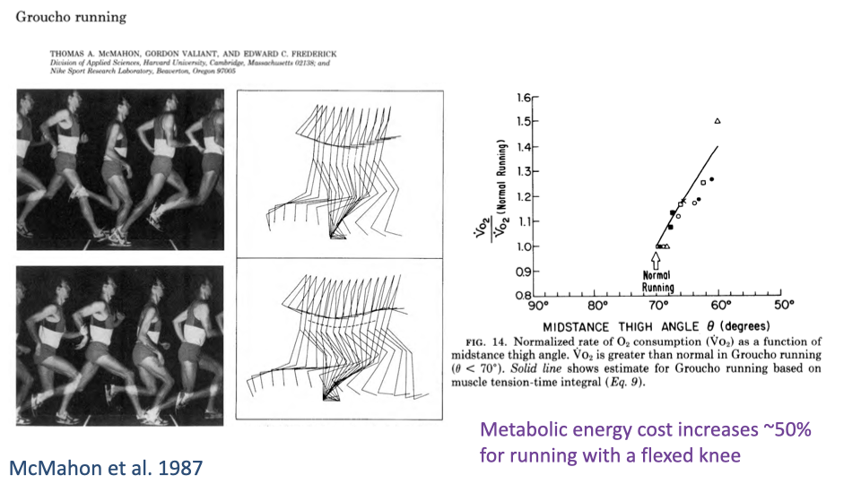 Slide titled "Groucho running" with the same time-lapse photographs and stick-figure trajectories as Slide 33, plus a scatter plot from McMahon et al. 1987 showing normalized rate of O2 consumption (V̇O2 / V̇O2 normal) vs. midstance thigh angle θ (degrees, from 90° vertical down to ~50° flexed). V̇O2 rises steeply as the thigh angle decreases (more flexed knee). Annotation: "Metabolic energy cost increases ~50% for running with a flexed knee."