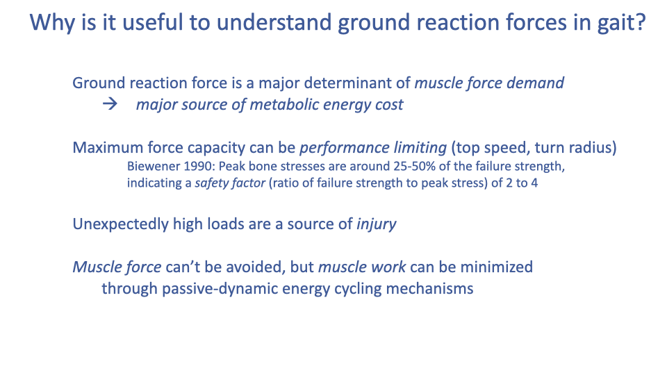 Slide titled "Why is it useful to understand ground reaction forces in gait?" with four bulleted points: GRF is a major determinant of muscle force demand and a major source of metabolic energy cost; maximum force capacity can be performance limiting (top speed, turn radius), with peak bone stresses around 25–50% of failure strength (safety factor 2–4) per Biewener 1990; unexpectedly high loads are a source of injury; muscle force can't be avoided, but muscle work can be minimized through passive-dynamic energy cycling mechanisms.
