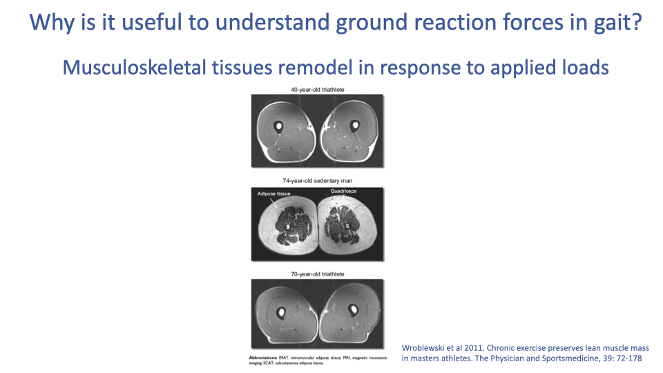 Slide titled "Why is it useful to understand ground reaction forces in gait?" with subtitle "Musculoskeletal tissues remodel in response to applied loads." Three labeled MRI cross-sections of mid-thigh muscle and adipose tissue from Wroblewski et al. 2011: a 40-year-old triathlete (large, dense quadriceps, minimal adipose), a 74-year-old sedentary man (greatly reduced quadriceps, large intramuscular and subcutaneous adipose), and a 70-year-old triathlete (quadriceps comparable to the 40-year-old, minimal adipose). Citation: Wroblewski et al. 2011, The Physician and Sportsmedicine 39:72–178.