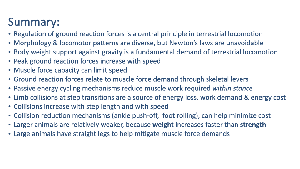 Closing summary slide titled "Summary:" with eleven bullet points covering: regulation of ground reaction forces is a central principle of locomotion; morphology and gaits are diverse but Newton's laws are unavoidable; body weight support against gravity is a fundamental demand; peak GRF increases with speed; muscle force capacity can limit speed; GRFs relate to muscle force demand through skeletal levers; passive energy cycling reduces muscle work within stance; collisions at step transitions are a source of energy loss, work demand, and energy cost; collisions increase with step length and speed; collision-reduction mechanisms (ankle push-off, foot rolling) help minimize cost; larger animals are relatively weaker; large animals adopt straight-legged posture to mitigate force demands.