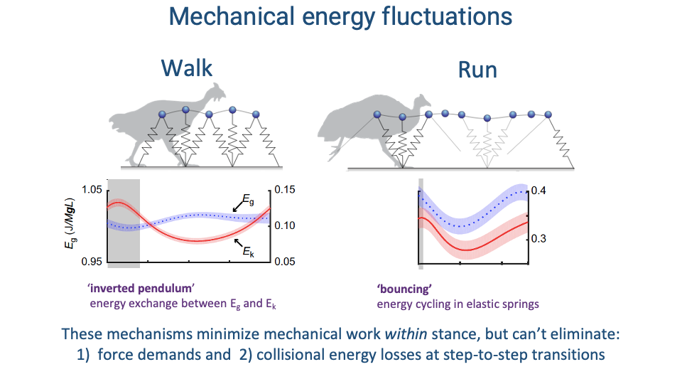 Slide titled "Mechanical energy fluctuations" with two columns labeled "Walk" and "Run." Each column shows a stick-figure ostrich silhouette with sphere-and-spring leg models traced across one stride, above a plot of mechanical energy across the stride: gravitational potential energy E_g (blue dashed) and kinetic energy E_k (red solid). Walk plot — E_g and E_k are out of phase: E_g peaks at mid-stance, E_k troughs at mid-stance. Run plot — E_g and E_k are in phase: both decrease together at landing, both increase together at push-off. Walk annotation: "'inverted pendulum' energy exchange between E_g and E_k." Run annotation: "'bouncing' energy cycling in elastic springs." Bottom caption in dark blue: "These mechanisms minimize mechanical work within stance, but can't eliminate: 1) force demands and 2) collisional energy losses at step-to-step transitions."