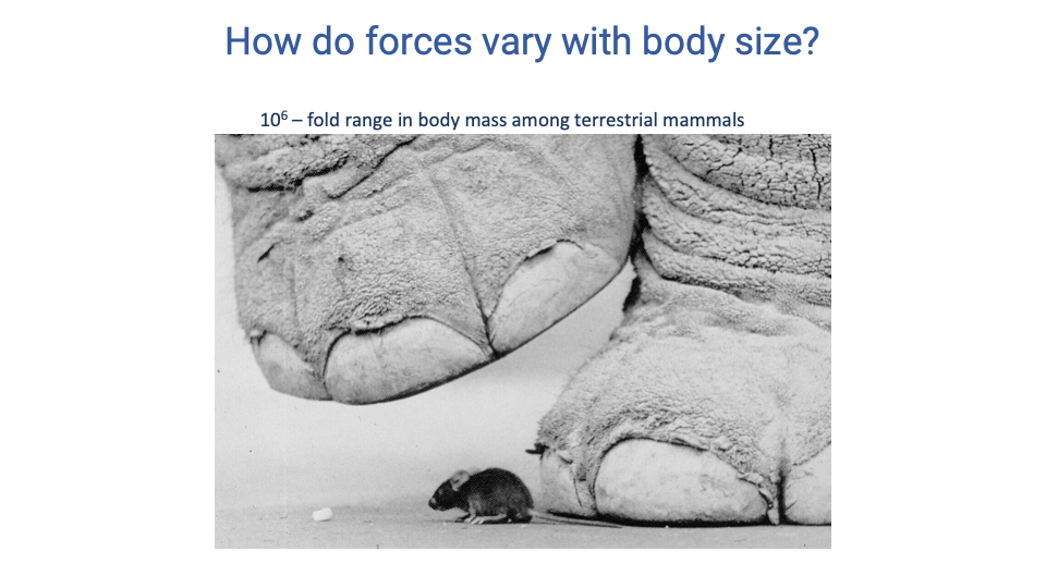 Slide titled "How do forces vary with body size?" with subhead "10⁶ – fold range in body mass among terrestrial mammals." Photograph shows the dramatic contrast between an elephant's foot (filling most of the frame) and a small mouse standing on the same ground beside it.