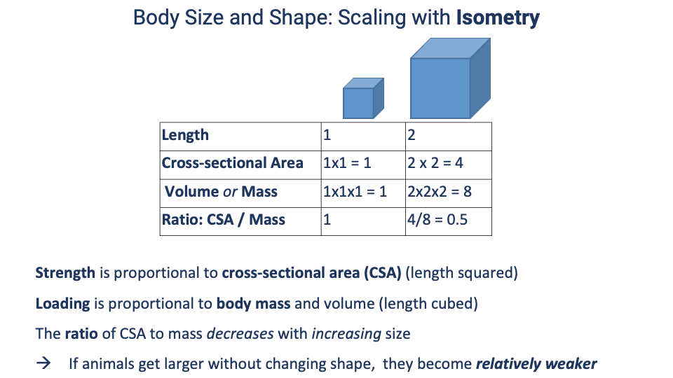Slide titled "Body Size and Shape: Scaling with Isometry" with two cubes — a small one (side length 1) and a larger one (side length 2). A table beneath lists: Length 1 vs. 2; Cross-sectional Area 1×1=1 vs. 2×2=4; Volume or Mass 1×1×1=1 vs. 2×2×2=8; Ratio CSA/Mass 1 vs. 4/8=0.5. Text below summarizes: Strength is proportional to cross-sectional area (CSA) (length squared); Loading is proportional to body mass and volume (length cubed); The ratio of CSA to mass decreases with increasing size; If animals get larger without changing shape, they become relatively weaker.