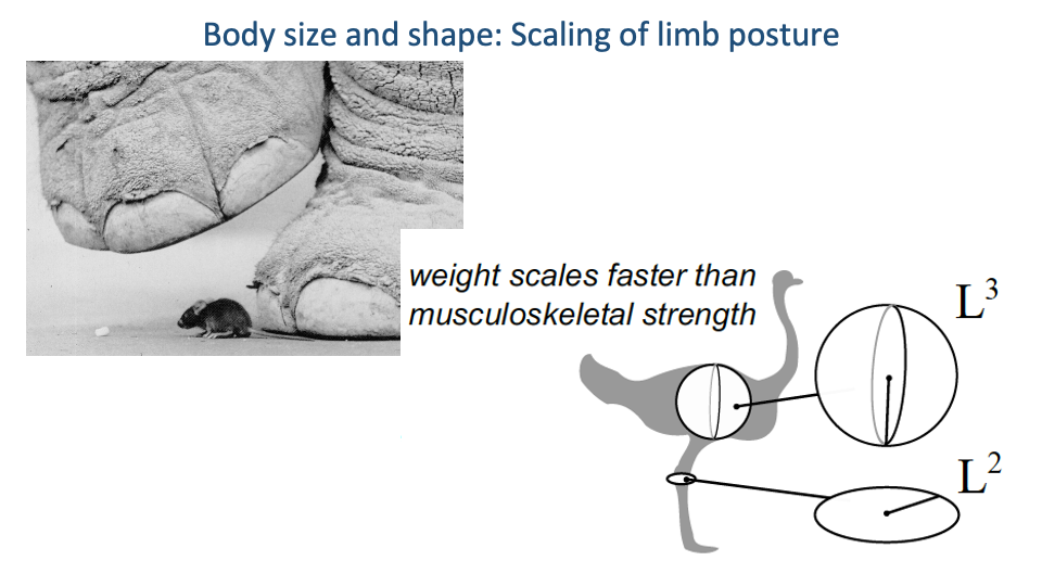 Slide titled "Body size and shape: Scaling of limb posture" with a photograph at top-left showing an elephant's foot dwarfing a small mouse standing nearby. To the right, a schematic comparison: a small upright bipedal animal silhouette is shown with a long limb labeled L³ (volume/mass), and beside it a smaller box labeled L² (cross-sectional area). Annotated text reads: "weight scales faster than musculoskeletal strength."