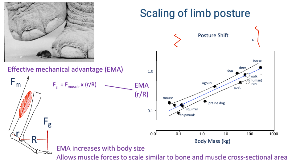 Slide titled "Scaling of limb posture" with three components. Top-left: photograph of an elephant foot beside a mouse, repeated from Slide 6. Bottom-left: schematic showing a crouched-posture leg with muscle force F_m, muscle moment arm r, ground reaction force F_g acting on the foot, and GRF moment arm R; with equation F_g = F_muscle × (r/R) labeled "Effective mechanical advantage (EMA)." Right: scatter plot of EMA (r/R) on the y-axis (log scale, 0.1 to 1.0) vs. Body Mass (kg) on the x-axis (log scale, 0.01 to 1000). Data points labeled chipmunk, squirrel, mouse, prairie dog, agouti, dog, deer, goat, horse, and two human points (walk and run) trend upward with body mass on a clear log-log straight line. Top annotation: "Posture Shift" with an arrow from crouched to upright posture spanning the trend. Bottom annotation: "EMA increases with body size — Allows muscle forces to scale similar to bone and muscle cross-sectional area."