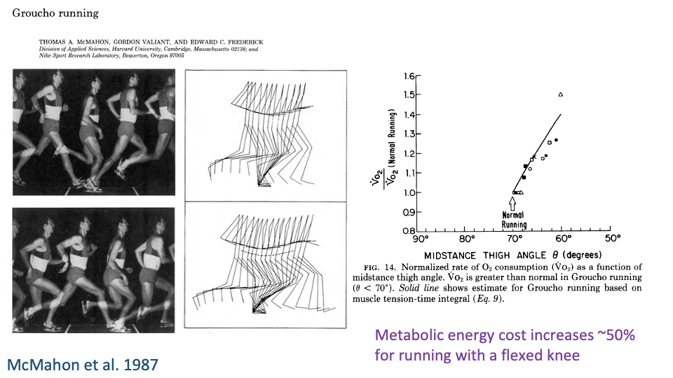 Slide continuing "Groucho running" with the same photograph/stick-figure column on the left. Right: scatter plot of normalized VO₂ (VO₂/normal VO₂, y-axis from 1.0 to 1.6) vs. mid-stance thigh angle β (degrees, x-axis from 90 to 50, with extension increasing leftward). Data points (open and filled) show a strong positive trend — as runners flex the knee more, normalized VO₂ rises sharply, reaching about 1.5 (a 50% increase) at the most flexed postures. A horizontal reference line marks "Normal Running." Bottom-right annotation in green: "Metabolic energy cost increases ~50% for running with a flexed knee."