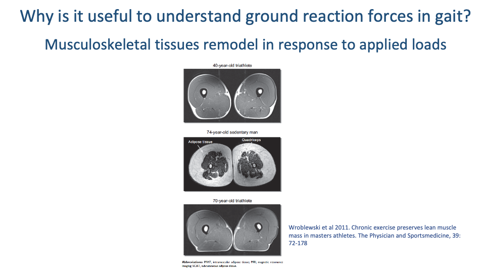 Slide titled "Why is it useful to understand ground reaction forces in gait?" with subhead "Musculoskeletal tissues remodel in response to applied loads." Three stacked mid-thigh MRI cross-sections from Wroblewski et al. 2011: top, 40-year-old triathlete — large lean quadriceps cross-section with minimal adipose tissue; middle, 74-year-old sedentary man — dramatically smaller muscle area, large intramuscular adipose deposits (labeled), heavy subcutaneous fat layer; bottom, 70-year-old triathlete — quadriceps cross-section essentially identical to the 40-year-old, with minimal fat infiltration. Caption: Wroblewski et al 2011. Chronic exercise preserves lean muscle mass in masters athletes. The Physician and Sportsmedicine, 39: 72-178.