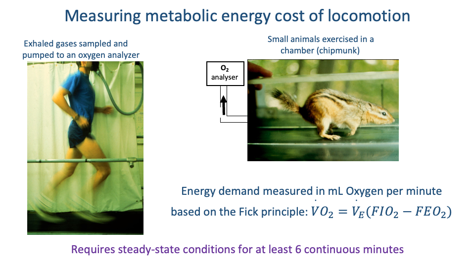 Slide titled "Measuring metabolic energy cost of locomotion." Left photograph: human runner on a treadmill wearing a face mask connected by tube to a respirometry system, sampling exhaled gases. Top-right photograph: small chipmunk inside a closed chamber on a treadmill with an O2 analyser line drawn to the chamber. Caption: "Exhaled gases sampled and pumped to an oxygen analyzer" (left) and "Small animals exercised in a chamber (chipmunk)" (right). Below, equation: "Energy demand measured in mL Oxygen per minute based on the Fick principle: V̇O₂ = V̇_E (FI O₂ − FE O₂)." Bottom annotation in red: "Requires steady-state conditions for at least 6 continuous minutes."