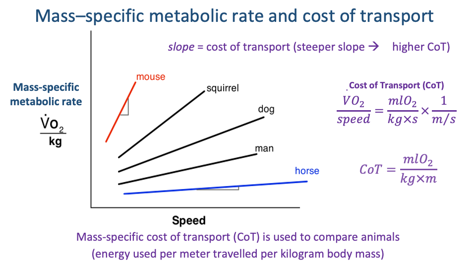 Slide titled "Mass-specific metabolic rate and cost of transport" with a schematic plot in the center: mass-specific metabolic rate (V̇O₂/kg, y-axis) vs. Speed (x-axis). Multiple straight lines fan out from near the origin with different slopes — labeled top to bottom: mouse (red, steepest slope), squirrel, dog, man, horse (blue, shallowest slope). A small triangle on each line indicates "Linear tangent (slope)." Top-right annotation in purple: "slope = cost of transport (steeper slope → higher CoT)." Mid-right equations: "Cost of Transport (CoT)" with V̇O₂ / speed = mlO₂ / (kg×s) × 1/(m/s) leading to CoT = mlO₂ / (kg×m). Bottom caption in purple: "Mass-specific cost of transport (CoT) is used to compare animals (energy used per meter travelled per kilogram body mass)."