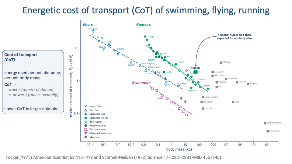 Slide titled "Energetic cost of transport (CoT) of swimming, flying, running" with a large log-log scatter plot reproduced from Tucker 1975 and Schmidt-Nielsen 1972. X-axis: body mass (kg, log scale from 10⁻⁶ to 10⁷). Y-axis: minimum cost of transport, P_t/(M·V) (log scale from 0.1 to 10+). Three diagonal trend lines run downward-right: dashed blue "Fliers" (insect, bird, mammal fliers — mosquito, fly, blowfly, bee, horsefly, locust, hummingbird, budgerigar, crow, bat, pigeon) at the top; solid green "Runners" (mammal, bird, reptile runners — mice, quail, lizards, rat, rabbit, snake, goose, dog, human, cheetah, kangaroo, horse) in the middle; dashed magenta "Swimmers" (fish, mammal swimmers — fishes) at the bottom. A human data point is highlighted with an arrow labeled "humans: higher CoT than expected for our body size." Grey square data points along the bottom right represent man-made machines: pedal airplane, ice skater, bicyclist, F-105 jet, helicopter, light plane, Cadillac, hovercraft, VW, DC-8 jet, dirigible, truck, freight steamer, freight train. A left-side panel summarizes: "Cost of transport (CoT) — energy used per unit distance, per unit body mass. CoT = work / (mass · distance) = power / (mass · velocity). Lower CoT in larger animals." Citation at bottom: Tucker (1975) American Scientist 63:413–419 and Schmidt-Nielsen (1972) Science 177:222–228 (PMID 4557340).