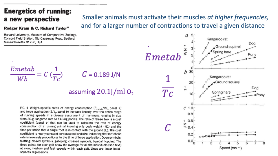 Slide titled "Energetics of running: a new perspective" by Rodger Kram and C. Richard Taylor (Harvard University, Museum of Comparative Zoology). Center-left: highlighted equation E_metab/W_b = C (1/T_c), with C = 0.189 J/N assuming 20.1 J/mL O₂. Right column: three small line plots stacked vertically — Panel a: E_metab/W_b vs Speed for kangaroo rat (steep), ground squirrel, spring hare, dog (intermediate), pony (shallow); Panel b: 1/T_c (inverse stance time) vs Speed for the same species, all showing positive slopes; Panel c: C (cost coefficient J/N) vs Speed for the same species, all curves clustering tightly around a horizontal line at ~0.18 J/N indicating that C is approximately constant across animals and speeds. Top-right annotation in purple: "Smaller animals must activate their muscles at higher frequencies, and for a larger number of contractions to travel a given distance." Citation at top.