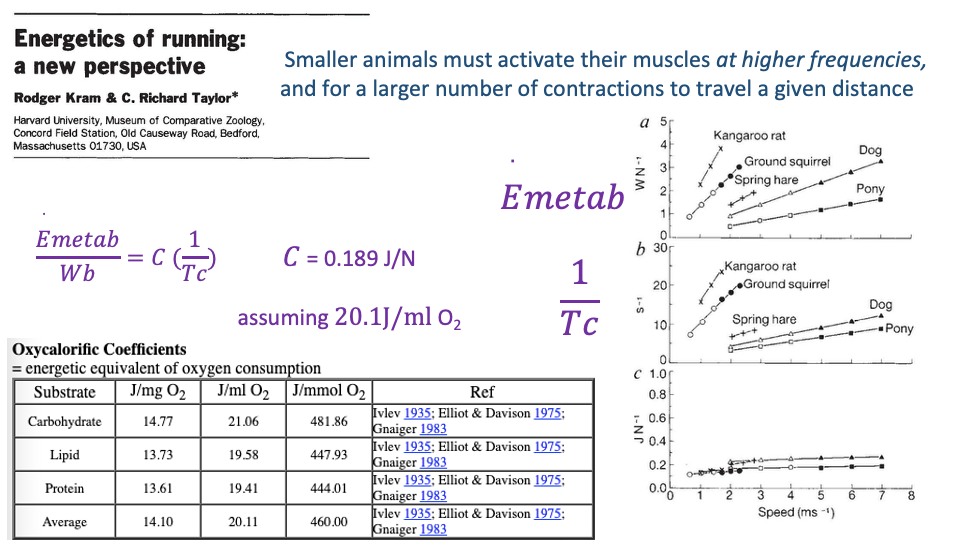 Slide repeating the layout of Slide 17 with the addition of a table at the bottom labeled "Oxycaloric Coefficients = energetic equivalent of oxygen consumption." Columns: Substrate, J/mg O₂, J/L O₂, J/mmol O₂, Ref. Rows: Carbohydrate 14.77, 21.06, 481.86, Ivlev 1935; Elliott & Davison 1975; Gnaiger 1983; Lipid 13.73, 19.58, 447.93, Ivlev 1935; Elliott & Davison 1975; Gnaiger 1983; Protein 11.39, 19.41, 444.01, Ivlev 1935; Elliott & Davison 1975; Gnaiger 1983; Average 14.10, 20.11, 460.00, Ivlev 1935; Elliott & Davison 1975; Gnaiger 1983.