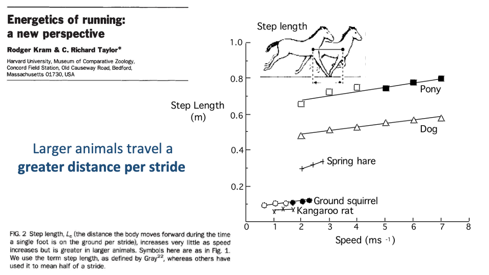 Slide continuing "Energetics of running: a new perspective" by Kram and Taylor. Right: scatter plot of Step Length (L_c, m) on y-axis (0.1 to 1.0) vs. Speed (m s⁻¹) on x-axis (1 to 7) for five species — Pony (filled squares, top), Dog (open triangles), Spring hare (asterisks), Ground squirrel (open circles), Kangaroo rat (filled circles). Each species occupies a separate horizontal band — pony at ~0.7-0.9 m step length, dog at ~0.5 m, spring hare at ~0.4 m, ground squirrel and kangaroo rat at ~0.1 m. Within each species, step length increases modestly with speed. Top schematic: stick-figure horse/pony silhouettes with a step labeled "Step length." Left annotation in purple: "Larger animals travel a greater distance per stride."