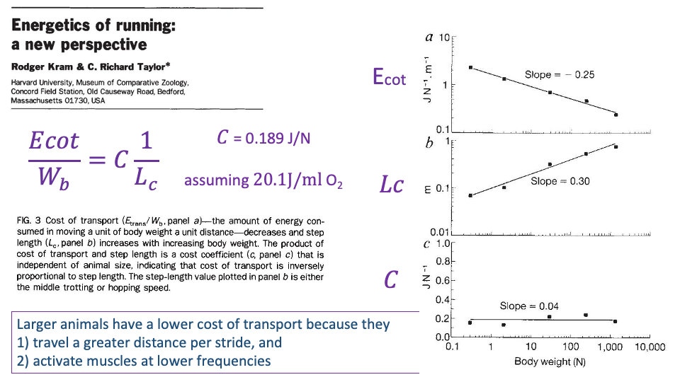 Slide continuing "Energetics of running: a new perspective" with three small plots on the right column showing log-log scaling of three quantities vs. body mass: Panel a — E_cot (J N⁻¹ m⁻¹) on y-axis, body weight on x-axis: a clear negative trend, slope = −0.25; Panel b — L_c (step length) on y-axis, body weight on x-axis: a positive trend, slope = 0.30; Panel c — C (cost coefficient, J N⁻¹) on y-axis: nearly flat, slope = 0.04. Center: highlighted equation E_cot/W_b = C × 1/L_c, with C = 0.189 J/N assuming 20.1 J/mL O₂. Bottom box in purple: "Larger animals have a lower cost of transport because they 1) travel a greater distance per stride, and 2) activate muscles at lower frequencies."