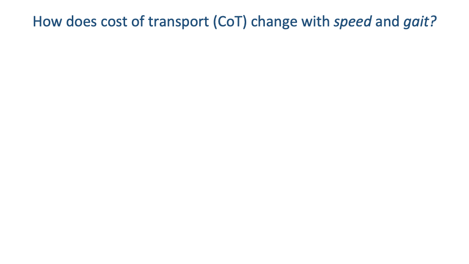Transition slide with title "How does cost of transport (CoT) change with speed and gait?" centered on a blank background.