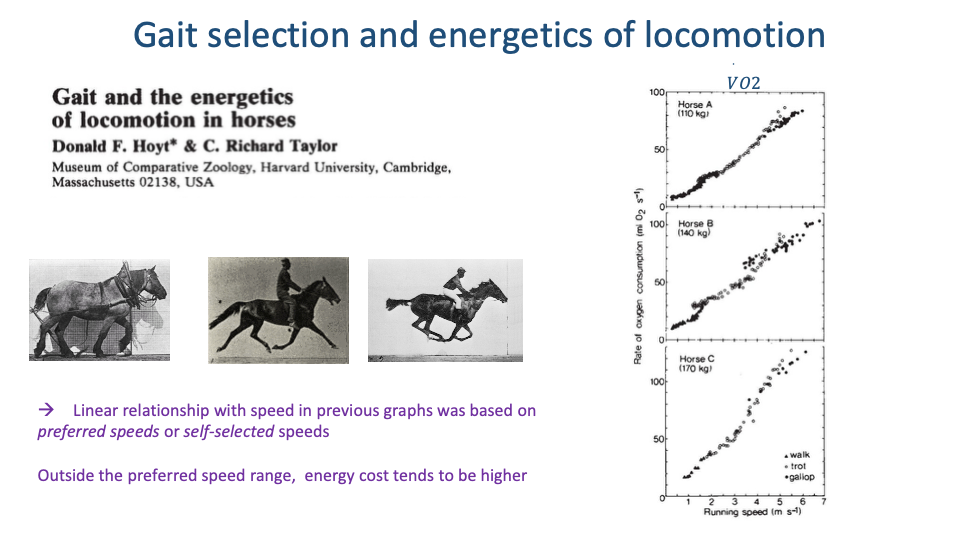 Slide titled "Gait selection and energetics of locomotion" with citation "Gait and the energetics of locomotion in horses" by Donald F. Hoyt and C. Richard Taylor (Museum of Comparative Zoology, Harvard University). Three photographs at the top show the same horse walking, trotting, and galloping. Right: three stacked scatter plots — Horse A, B, C — each plotting Rate of oxygen consumption (mL O₂ kg⁻¹ s⁻¹) vs. Running speed (m s⁻¹). Each plot shows three clusters of data points (walk, trot, gallop, plotted as different symbols), with the data approximately linear in each gait but showing curvature within each gait when examined closely. Annotation in green: "Linear relationship with speed in previous graphs was based on preferred speeds or self-selected speeds. Outside the preferred speed range, energy cost tends to be higher."