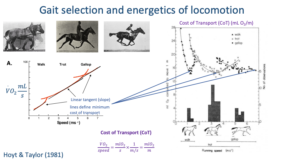 Slide continuing the Hoyt & Taylor 1981 horse study. Left panel A: V̇O₂ (mL O₂ kg⁻¹ s⁻¹) vs Speed (m s⁻¹) showing three colored curves — Walk (red), Trot (purple), Gallop (orange) — each curving upward. Linear tangent (slope) lines drawn from the origin define minimum cost of transport for each curve. Annotation: "lines define minimum cost of transport." Right top panel: Cost of Transport (mL O₂/m) vs Speed showing three U-shaped curves — walk (filled circles, lowest at low speeds), trot (open triangles, U-shape, minimum at intermediate speed), gallop (filled diamonds at high speeds). The minima of the U-shaped curves are connected by lines from the origin in panel A. Right bottom: histogram showing the distribution of voluntarily chosen overground speeds (no. of observations) vs running speed (m s⁻¹), grouped under three gait labels (walk, trot, gallop) — voluntary speeds cluster near the minimum of each U-shaped CoT curve. Citation: Hoyt & Taylor (1981). Bottom-right: equation for cost of transport: V̇O₂/speed = (mL O₂/s)/(m/s) = mL O₂/m.