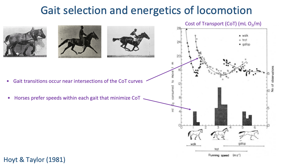 Slide repeating the Hoyt & Taylor 1981 CoT-vs-speed figure with the three U-shaped curves for walk, trot, and gallop, with voluntary-speed histograms below. Two bullet annotations on the left: "Gait transitions occur near intersections of the CoT curves"; "Horses prefer speeds within each gait that minimize CoT." Citation: Hoyt & Taylor (1981).