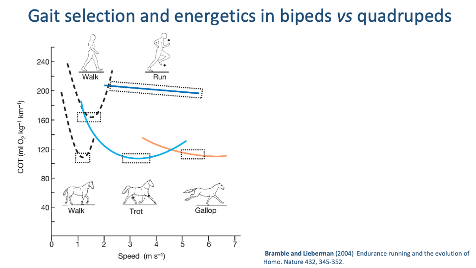 Slide titled "Gait selection and energetics in bipeds vs quadrupeds" with citation Bramble and Lieberman (2004) Endurance running and the evolution of Homo. Nature 432, 345-352. Single plot: CoT (mL O₂ kg⁻¹ km⁻¹) on y-axis (40 to 240) vs Speed (m s⁻¹) on x-axis (0 to 7). Two main curve families: top — biped (human) data shown with a steep U-shaped dashed walking curve (peaks near 1.5 m/s minimum, rising sharply on both sides) and a near-flat blue running curve extending from about 2 m/s out to 6 m/s with very small slope; bottom — quadruped (horse) data shown with three smooth U-shaped curves (blue walk, light blue trot, orange gallop) that overlap at lower CoT (~80-120) with intersecting minima at 1.5, 3, and 5 m/s respectively. Dotted boxes around each curve minimum mark the preferred-speed range. Sketch icons of human walker and human runner at the top, horse silhouettes (walk, trot, gallop) at the bottom.