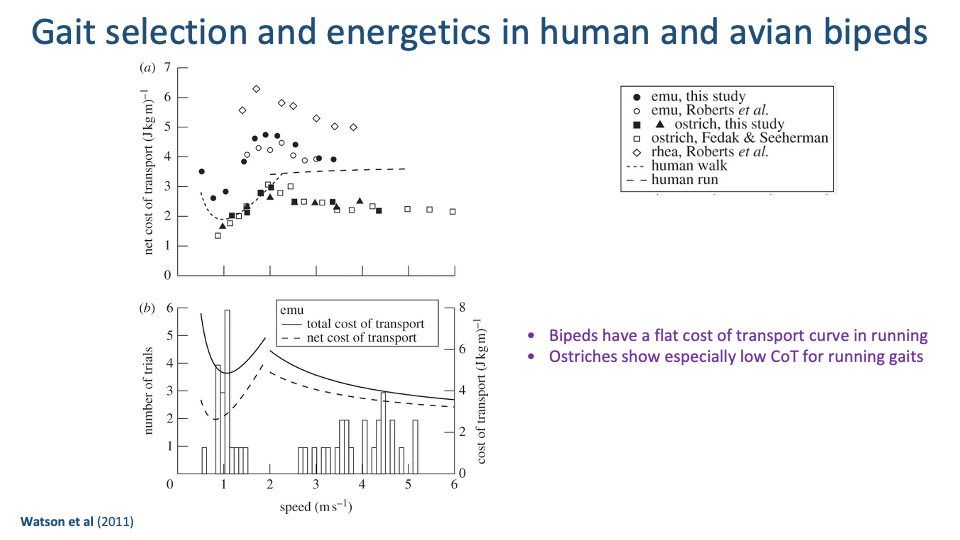 Slide titled "Gait selection and energetics in human and avian bipeds" with citation Watson et al. 2011. Top-left panel a: net cost of transport (J kg⁻¹ m⁻¹) on y-axis (0 to 7) vs speed (m s⁻¹) on x-axis (0 to ~5). Multiple data series: emu (filled and open circles), ostrich (filled and open squares and triangles), rhea (open diamonds), with overlaid human walk (dashed line, U-shape with minimum near 1.5 m/s) and human run (dashed line, nearly flat at ~3.5). The bird data are clustered at relatively low CoT (~2-3) across a wide range of running speeds. Top-right legend: lists the data series. Bottom-left panel b: number of trials (left y-axis 1-6) vs speed (right y-axis showing total cost of transport (J kg⁻¹ m⁻¹) 4-8) for emu, with bars showing the distribution of voluntarily chosen speeds, and two overlaid curves — solid total CoT and dashed net CoT — both U-shaped with minima around 1-2 m/s. Two bullets at right in purple: "Bipeds have a flat cost of transport curve in running"; "Ostriches show especially low CoT for running gaits."