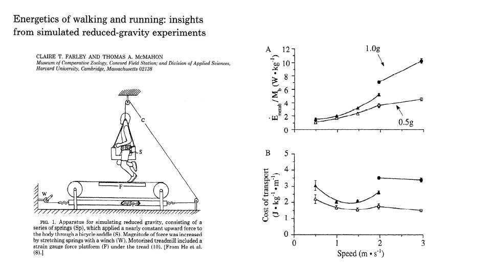 Slide titled "Energetics of walking and running: insights from simulated reduced-gravity experiments" by Claire T. Farley and Thomas A. McMahon (Museum of Comparative Zoology and Division of Applied Sciences, Harvard). Left: line drawing of the apparatus — a human runs on a motorized treadmill while suspended from a ceiling-mounted system of springs (Sp) attached via a cable (C) to a bicycle saddle (S); a winch (W) tensions the springs to apply a nearly constant upward force on the body, simulating reduced gravity. A strain gauge force platform (F) under the tread measures ground reaction forces. Caption: "FIG. 1. Apparatus for simulating reduced gravity, consisting of a series of springs (Sp), which applied a nearly constant upward force to the body through a bicycle saddle (S). Magnitude of force was increased by stretching springs with a winch (W). Motorized treadmill included a strain gauge force platform (F) under the tread (10). [From He et al. (8).]" Right: two scatter plots. Panel A: E_metab/M_b (W·kg⁻¹) on y-axis (0 to 12) vs Speed (m s⁻¹) on x-axis (0 to 3). Two trend lines — top curve labeled 1.0g (filled circles) rising from ~2 to ~10 W/kg; bottom curve labeled 0.5g (open circles and triangles) rising from ~1.5 to ~4 W/kg. Panel B: Cost of transport (J kg⁻¹ m⁻¹) on y-axis (0 to 4) vs Speed. The 1.0g curve sits well above the 0.5g curve, with both showing slight U-shape.