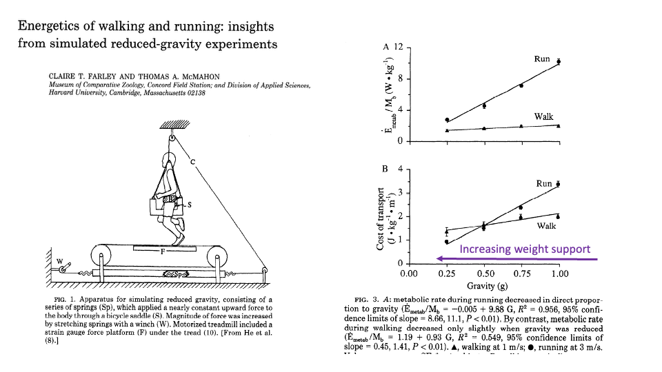 Slide repeating the Farley & McMahon apparatus drawing on the left and showing on the right two stacked scatter plots: Panel A — E_metab/M_b (W·kg⁻¹, y-axis 0-12) vs Gravity (g, x-axis 0.00 to 1.00). Two trend lines: top "Run" (filled circles) rising steeply with gravity from ~1 W/kg at 0.25g to ~10 W/kg at 1g; bottom "Walk" (filled triangles) rising only modestly from ~1 to ~2 W/kg over the same range. Panel B: Cost of transport (J kg⁻¹ m⁻¹, y-axis 0-4) vs Gravity (g). Same pattern: "Run" rises steeply (~1 to ~3.5), "Walk" rises only slightly (~1.5 to ~2). Caption: "FIG. 3. A: metabolic rate during running decreased in direct proportion to gravity (E_metab/M_b = -0.005 + 9.88 G, R² = 0.956, 95% confidence limits of slope = 8.66, 11.1, P<0.01). By contrast, metabolic rate during walking decreased only slightly when gravity was reduced (E_metab/M_b = 1.19 + 0.93 G, R² = 0.549, 95% confidence limits of slope = 0.45, 1.41, P<0.01). Triangles, walking at 1 m/s; filled circles, running at 3 m/s." Bottom-right purple annotation: "Increasing weight support" with a leftward arrow.