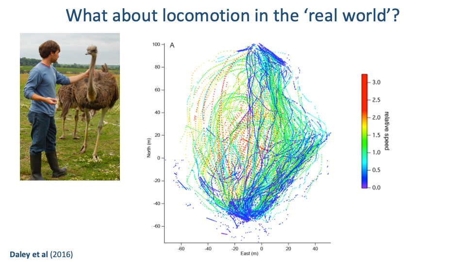 Slide titled "What about locomotion in the 'real world'?" with citation Daley et al (2016). Left photograph: an outdoor scene of a researcher (Dr. Daley) standing in a grass field with an instrumented ostrich wearing a leg-mounted IMU tracker and harness. Right: large 2D scatter plot of foot trajectories over an outdoor enclosure — North (m) vs East (m) axes, both spanning roughly -60 to +60 m. Hundreds of colored trajectory line segments fill the elliptical area, with color scaled by relative speed (right-hand color bar 0.0 to 3.0, with blue=slow and red=fast). The dense trajectory map reveals movement paths at all speeds across the enclosure, with high-speed segments concentrated along certain corridors.