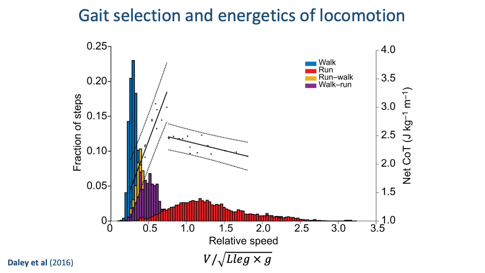 Slide titled "Gait selection and energetics of locomotion" with citation Daley et al (2016). Single composite plot: Fraction of steps (left y-axis 0 to 0.25) vs Relative speed V/√(L_leg × g) (x-axis 0 to 3.5), with a second y-axis on the right labeled Net CoT (J kg⁻¹ m⁻¹, 1.0 to 4.0). Stacked colored histograms show the distribution of step relative speeds — blue (Walk) peaks at ~0.3, yellow (Run-walk, transitional) and purple (Walk-run, transitional) span 0.4-0.6, red (Run) is a broad distribution centered near 1.0-1.5. Overlaid on the histogram are short black lines with dotted error bands showing measured Net CoT vs relative speed — a steeply rising line for walk speeds and a nearly flat line for running speeds. Legend in upper right: Walk (blue), Run (red), Run-walk (yellow), Walk-run (purple).