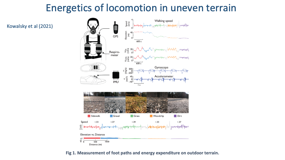 Slide titled "Energetics of locomotion in uneven terrain" with citation Kowalsky et al (2021). Top-left: line drawing of a runner wearing portable instrumentation — a respirometry mask with O₂ analyzer, a chest-mounted respirometer, a GPS unit on the wrist, and an inertial measurement unit (IMU) on the shoe. Top-right: time-series plots of measured signals over ~600 s including walking speed (m/s), V̇O₂ and V̇CO₂ (mL/min), gyroscope (deg/s), and accelerometer (m/s²), all showing characteristic gait-cycle fluctuations. Bottom: photographs of five terrain types side by side — Sidewalk, Gravel, Grass, Woodchip, Dirt — with corresponding speed traces and an elevation-vs-distance plot. Caption: "Fig 1. Measurement of foot paths and energy expenditure on outdoor terrain."