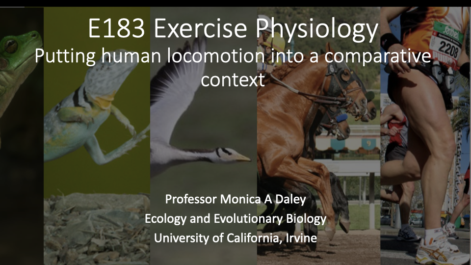Title slide for "E183 Exercise Physiology — Putting human locomotion into a comparative context" by Professor Monica A. Daley, Ecology and Evolutionary Biology, University of California, Irvine. Background collage of athletes and comparative species, consistent with prior lecture title slides.