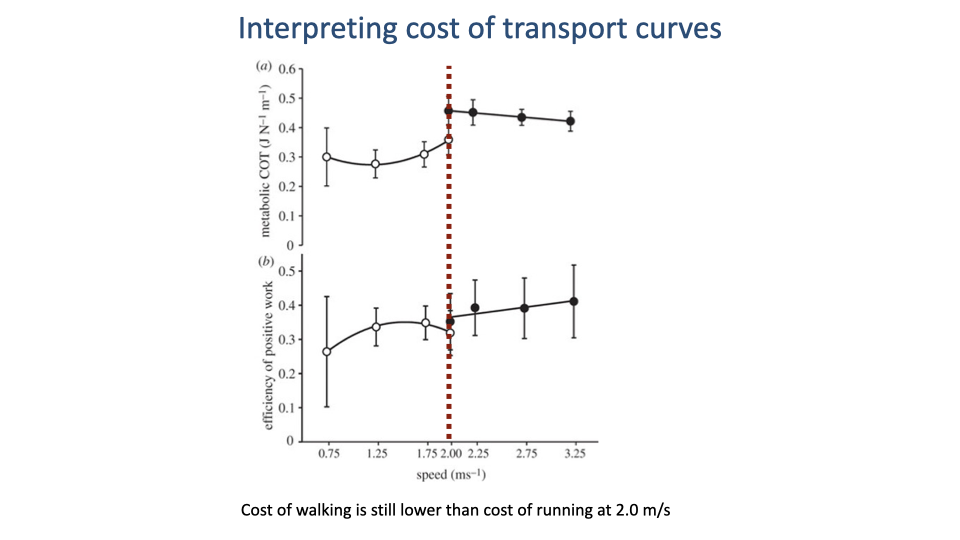 Slide titled "Interpreting cost of transport curves" with a single plot reproduced from a classic biped-gait paper. Panel a (top): metabolic COT (J N⁻¹ m⁻¹, y-axis 0 to 0.6) vs speed (m s⁻¹, x-axis 0.75 to 3.25). Two curves: a U-shaped walking curve (open circles, minimum near 1.25 m/s at COT ~0.27) and a downward-sloping running curve (filled circles, starting at COT ~0.45 at 2 m/s and falling toward 0.42 at 3.25 m/s). A vertical red dashed line at 2.0 m/s marks a candidate transition speed. Panel b (bottom): efficiency of positive work (y-axis 0 to 0.5) vs speed — open and filled circles with error bars hovering around 0.35-0.40 across all speeds. Bottom annotation: "Cost of walking is still lower than cost of running at 2.0 m/s."