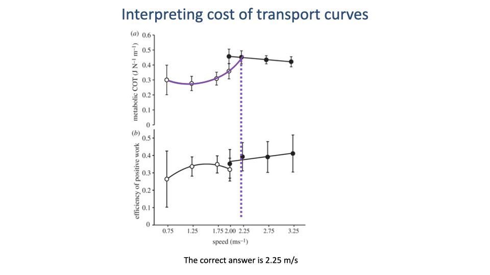 Slide titled "Interpreting cost of transport curves" repeating the previous figure with two changes: the walking curve (open circles) is now extended forward as a smooth purple extrapolation continuing the U-shape upward past the original data, rising to ~0.45 at 2.25 m/s; and a purple vertical dotted line is drawn at 2.25 m/s — the new candidate intersection of the extrapolated walking curve with the running curve. Bottom annotation: "The correct answer is 2.25 m/s."