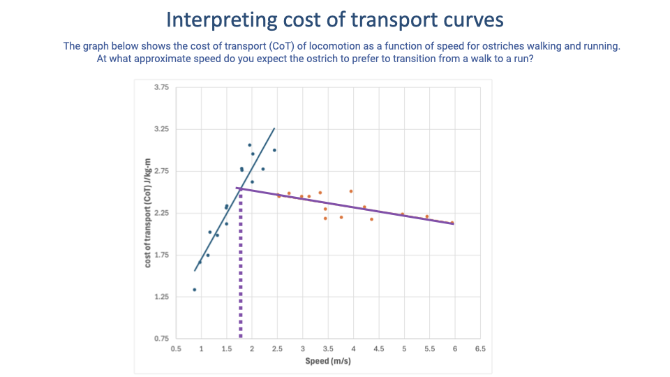 Slide titled "Interpreting cost of transport curves" with the prompt "The graph below shows the cost of transport (CoT) of locomotion as a function of speed for ostriches walking and running. At what approximate speed do you expect the ostrich to prefer to transition from a walk to a run?" Plot: cost of transport (CoT) J/kg·m (y-axis 0.75 to 3.75) vs Speed (m/s, x-axis 0.5 to 6.5). Walking data points (blue dots) span 0.75-2.5 m/s rising linearly from ~1.4 to ~3.2 along a blue trend line. Running data points (orange dots) span 2.5-6 m/s, decreasing from ~2.6 to ~2.1 along an orange trend line. A purple dashed extrapolation extends the walking trend upward, and a purple vertical dotted line at ~1.75 m/s marks the predicted walk–run transition.