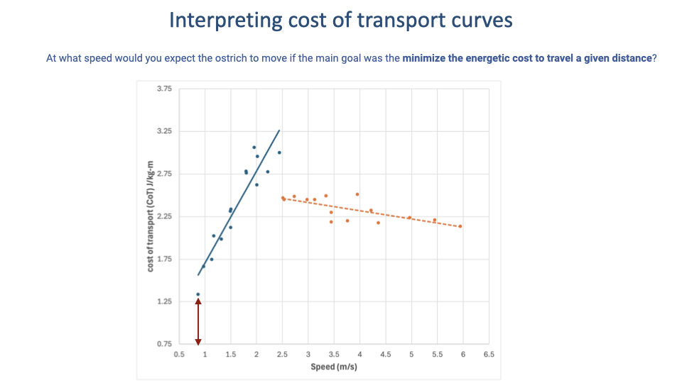 Slide titled "Interpreting cost of transport curves" with prompt "At what speed would you expect the ostrich to move if the main goal was the minimize the energetic cost to travel a given distance?" Same ostrich CoT-vs-speed plot as Slide 4 (walking blue, running orange), but now with a vertical red double-headed arrow drawn at the very lowest measured walking speed (~0.8 m/s) where the CoT data minimum is approximately 1.3 J/kg·m.
