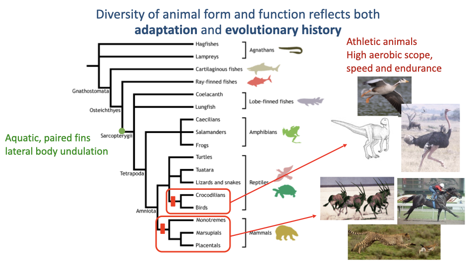 Slide titled "Diversity of animal form and function reflects both adaptation and evolutionary history" with a vertebrate phylogeny on the left listing major clades — Hagfishes, Lampreys, Cartilaginous fishes, Ray-finned fishes, Coelacanth, Lungfish, Caecilians, Salamanders, Frogs, Turtles, Tuatara, Lizards and snakes, Crocodilians, Birds, Monotremes, Marsupials, Placentals. Red bracketing highlights "Athletic animals — High aerobic scope, speed and endurance" on the right side of the tree, encompassing crocodilians, birds, and placental/marsupial mammals. Three icon clusters: aquatic-paired-fins lateral-body-undulation animals at top (red text on left); athletic animals (red arrow on right) with photographs of an ostrich-dinosaur (Ornithomimus), ostrich, peregrine falcon, horse, cheetah, and small bird; and grouped silhouettes of typical mammals and reptiles bracketed by red boxes.