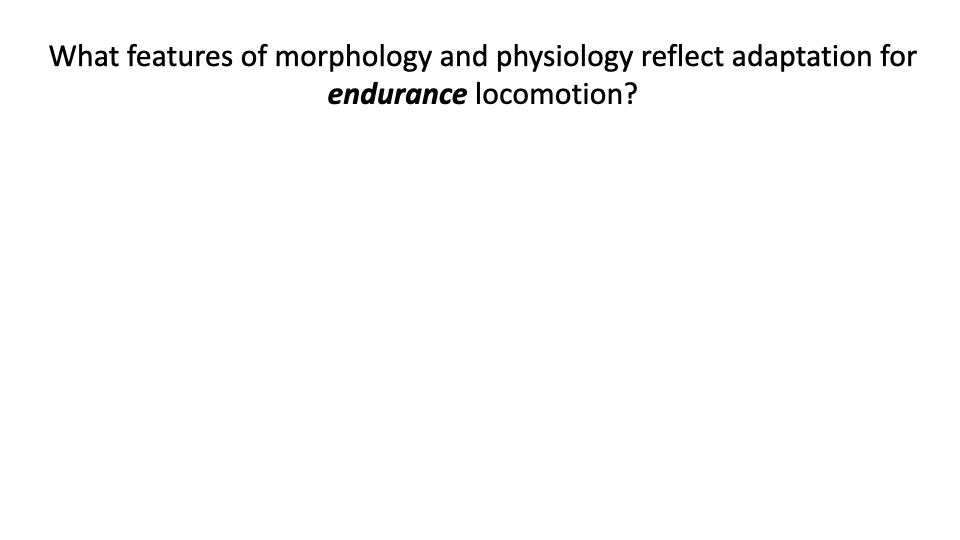 Transition slide with the text "What features of morphology and physiology reflect adaptation for endurance locomotion?" centered in a large italicized question.