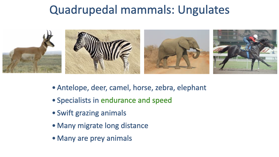 Slide titled "Quadrupedal mammals: Ungulates" with four photographs of cursorial ungulates in a row: pronghorn antelope (small, alert in grass), zebra (mid-size, photographed in a herd), elephant (large, standing in sand), and racehorse (slim and powerful, photographed mid-stride with a jockey). Bullet list: Antelope, deer, camel, horse, zebra, elephant; Specialists in endurance and speed (in green); Swift grazing animals; Many migrate long distance; Many are prey animals.