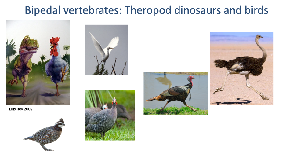 Slide titled "Bipedal vertebrates: Theropod dinosaurs and birds" with a collage of bipedal vertebrates — top row: an artistic reconstruction of a Velociraptor-style theropod dinosaur (Luis Rey 2002) and a great egret (Ardea alba) in flight; second row: a turkey and an ostrich (in mid-stride, against a desert backdrop); third row: a guinea fowl and a small quail (bobwhite).