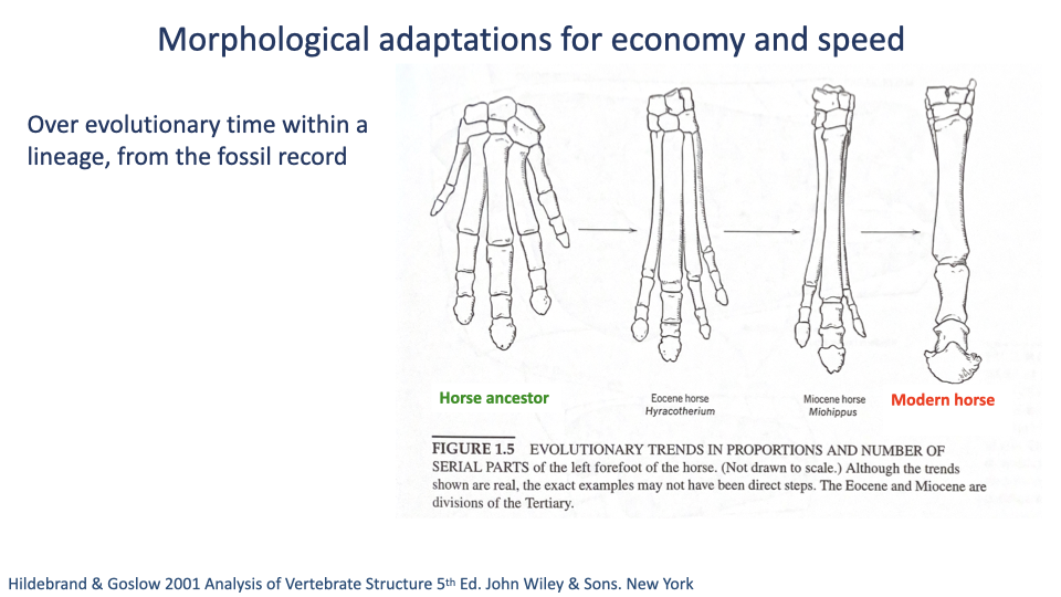 Slide titled "Morphological adaptations for economy and speed" with subtitle "Over evolutionary time within a lineage, from the fossil record." A horizontal series of anatomical drawings showing the evolution of the horse forelimb skeleton from the ancestor: Horse ancestor (broad, five-toed foot in green), Eocene horse Hyracotherium, Miocene horse Mishippus, modern horse (Equus, red, single-toed hoof). The bones progressively fuse and elongate, with reduction in the number of digits — from five toes down to one. Caption: "FIGURE 1.5 EVOLUTIONARY TRENDS IN PROPORTIONS AND NUMBER OF SERIAL PARTS of the left forefoot of the horse. (Not drawn to scale.) Although the trends shown are real, the exact examples may not have been direct steps. The Eocene and Miocene are divisions of the Tertiary." Citation: Hildebrand & Goslow 2001 Analysis of Vertebrate Structure 5th Ed. John Wiley & Sons. New York.