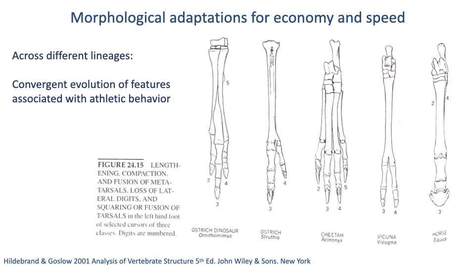 Slide titled "Morphological adaptations for economy and speed" with subtitle "Across different lineages: Convergent evolution of features associated with athletic behavior." Five distal-limb skeleton drawings shown side by side: Ostrich Dinosaur (Ornithomimus), Ostrich (Struthio), Cheetah (Acinonyx), Vicuna (Vicugna), Horse (Equus). All show striking lengthening and fusion of metatarsals/metacarpals, reduction of digits (2-3 numbered in each), and squaring or fusion of tarsal bones. Caption: "FIGURE 24.15 LENGTHENING, COMPACTION, AND FUSION OF METATARSALS. LOSS OF LATERAL DIGITS, AND SQUARING OR FUSION OF TARSALS in the left hind foot of selected cursors of three classes. Digits are numbered." Citation: Hildebrand & Goslow 2001.