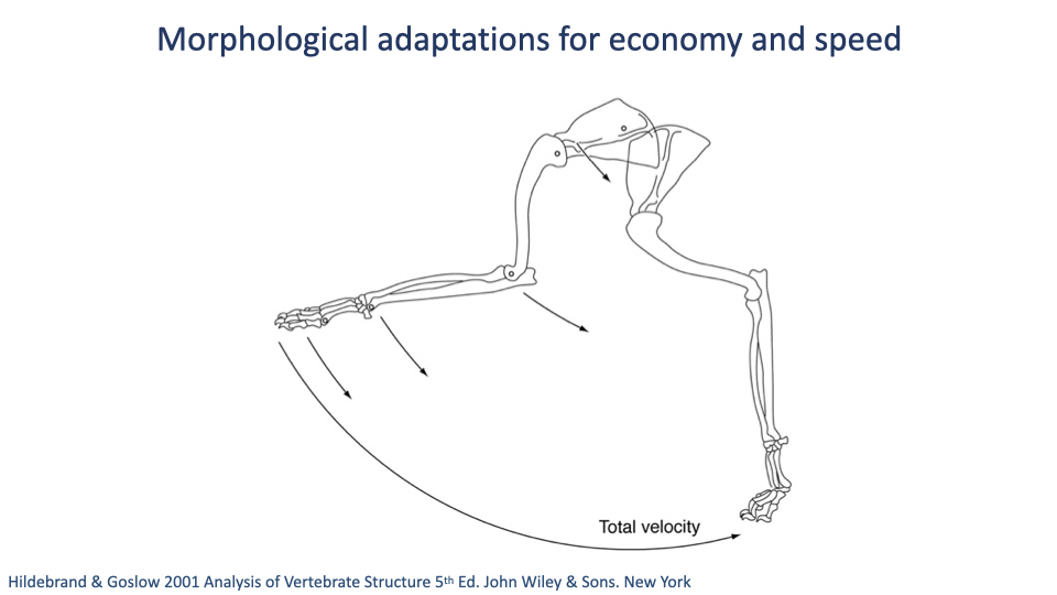 Slide titled "Morphological adaptations for economy and speed" with a large-scale stick-figure skeleton drawing of a generic cursorial mammal limb shown moving through stance, with proximal joints near the hip and successive distal segments swinging through to the foot. Multiple arrows on the limb point in the direction of motion of each segment, and a single large arrow at the foot points along the ground with the label "Total velocity." The schematic illustrates how successive segment rotations sum to give a large total foot velocity. Citation: Hildebrand & Goslow 2001.