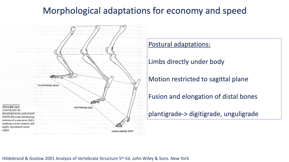 Slide titled "Morphological adaptations for economy and speed" with three side-by-side skeletal drawings of mammalian distal limbs in different postures: Plantigrade bear (entire foot in contact with ground), Digitigrade dog (heel and most of foot off ground, standing on toes), Unguligrade deer (only the tips of toes/hoof in contact, with very long elongated metapodials). Right text block (purple-outlined box): "Postural adaptations: Limbs directly under body; Motion restricted to sagittal plane; Fusion and elongation of distal bones; plantigrade → digitigrade, unguligrade." Caption: "FIG. 24.5 CONTRAST IN PROPORTIONS AND FOOT POSTURE in the left hind leg of a noncursor (left), moderate runner (center), and highly specialized cursor (right)." Citation: Hildebrand & Goslow 2001.
