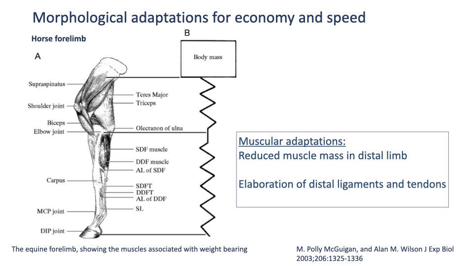 Slide titled "Morphological adaptations for economy and speed" with header "Horse forelimb." Left: anatomical drawing of the equine forelimb showing major muscles and tendons labeled — Supraspinatus (proximal), Teres Major, Triceps, Shoulder joint, Biceps, Elbow joint, Olecranon of ulna, SDF muscle (Superficial Digital Flexor), DDF muscle (Deep Digital Flexor), AL of SDF (Accessory Ligament of SDF), Carpus, SDFT (SDF Tendon), DDFT (DDF Tendon), AL of DDF, SL (Suspensory Ligament), MCP joint, DIP joint. Right schematic: a body-mass box at top connected by a zigzag (spring-like) line down to the ground, representing the elastic muscle-tendon system of the distal limb. Right-side text box (purple): "Muscular adaptations: Reduced muscle mass in distal limb; Elaboration of distal ligaments and tendons." Caption: "The equine forelimb, showing the muscles associated with weight bearing." Citation: M. Polly McGuigan, and Alan M. Wilson J Exp Biol 2003;206:1325-1336.