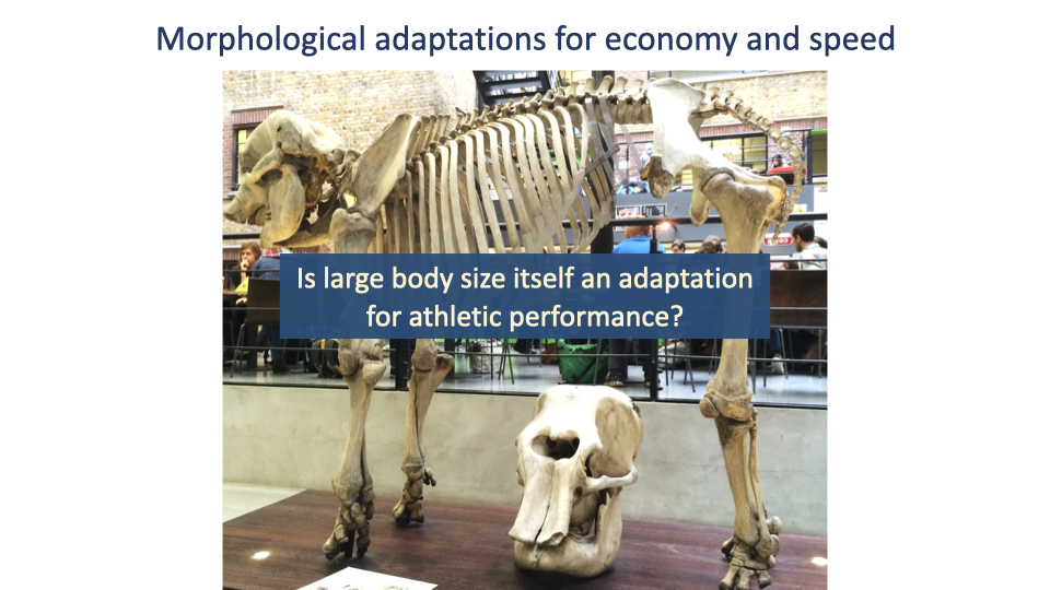 Small standalone slide titled "Morphological adaptations for economy and speed" with a photograph of two large mammal skeletons (likely an elephant and a smaller mammal) in a museum display, overlaid with a centered question in white text on dark background: "Is large body size itself an adaptation for athletic performance?"