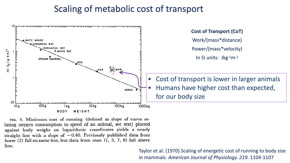 Slide titled "Scaling of metabolic cost of transport" with a log-log scatter plot reproduced from Taylor et al. 1970. X-axis: BODY WEIGHT (g, log scale 10 g to 1000 kg). Y-axis: mL O₂ (g km)⁻¹ (log scale 0.01 to 10). Data points labeled with species names along a downward-sloping trend line: White Mouse and Kangaroo Rat (upper left), Kangaroo Rat (smaller), White Rat, Ground Squirrel, Dog (two points), Man (highlighted with purple arrow), Horse (lower right). The trend line has slope ≈ −0.4. The arrow from Man points right to a callout box reading: "Cost of transport is lower in larger animals; Humans have higher cost than expected, for our body size." A right-side text panel summarizes: "Cost of Transport (CoT): Work/(mass*distance), Power/(mass*velocity), In SI units: J kg⁻¹ m⁻¹." Caption: Taylor et al. (1970).