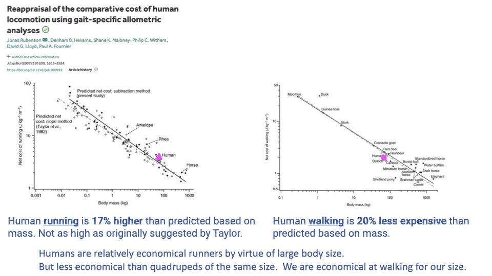 Slide titled "Reappraisal of the comparative cost of human locomotion using gait-specific allometric analyses" with citation Jonas Rubenson, Daniel B. Heliams, Shane K. Maloney, Philip C. Withers, David G. Lloyd, Paul A. Fournier. Two side-by-side log-log scatter plots. Left plot (running): cost of transport (E_run, J N⁻¹ km⁻¹, y-axis log scale 10 to 1000) vs body mass (kg, x-axis log scale 0.001 to 1000+). Open circles represent quadruped data forming a clear downward trend line ("Predicted net cost: subtraction method (present study)"). A dashed line above shows the older "Predicted net cost: original method (Taylor et al., 1982)." Humans, Horse, Antelope, Rheas labeled near the larger sizes. Right plot (walking): CoT for walking (similar y-axis log scale) vs body mass. Humans sit notably below the quadruped trend line. Two annotations below each plot: Left annotation in dark blue: "Human running is 17% higher than predicted based on mass. Not as high as originally suggested by Taylor." Right annotation: "Human walking is 20% less expensive than predicted based on mass." Bottom-left summary in purple: "Humans are relatively economical runners by virtue of large body size. But less economical than quadrupeds of the same size. We are economical at walking for our size."