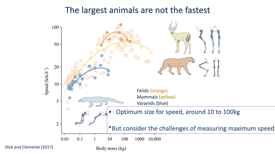 Slide titled "The largest animals are not the fastest" with citation Dick and Clemente (2017). Single scatter plot: Speed (km/h, y-axis log scale 2 to 100) vs Body mass (kg, x-axis log scale 0.01 to 10,000). Three colored trend lines fit to three taxonomic groups: Felids (orange, peak ~80 km/h around 50 kg), Mammals (yellow, peak ~60 km/h around 100 kg), Varanids (blue, peak ~20 km/h around 10 kg). Each curve is a clear inverted-U/quadratic with an intermediate optimum size for maximum speed. Sample images near each curve show small varanid lizard, antelope, large cat, and small mammal silhouettes. Legend: Felids (orange), Mammals (yellow), Varanids (blue). Bottom annotation: "Optimum size for speed, around 10 to 100kg; *But consider the challenges of measuring maximum speed."
